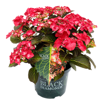 Hydrangea macrophylla 'Dark Angel Red' - Black Diamonds® Collection