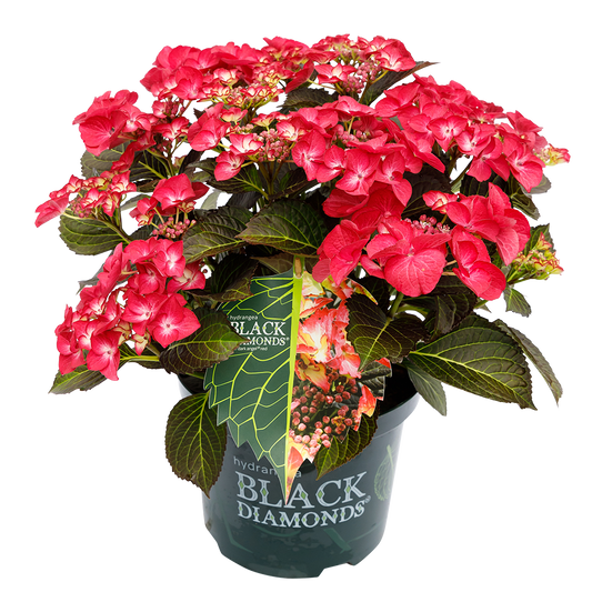 Hydrangea macrophylla 'Dark Angel Red' - Black Diamonds® Collection