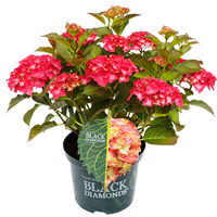 Hydrangea macrophylla 'Red Angel' - Black Diamonds® Collection