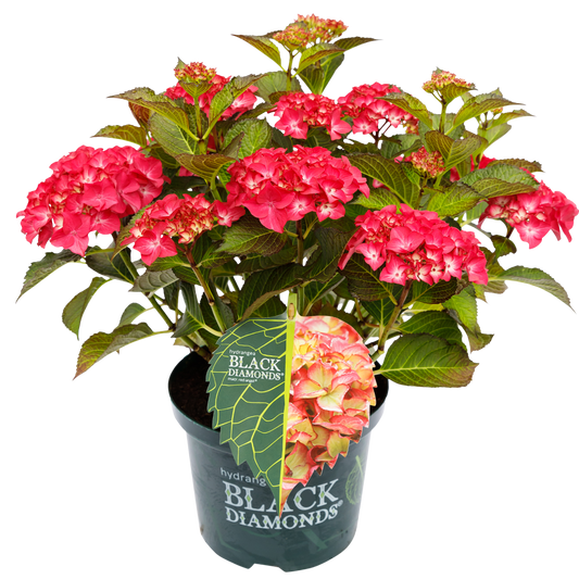 Hydrangea macrophylla 'Red Angel' - Black Diamonds® Collection