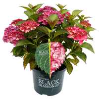Hydrangea macrophylla 'Red Angel Purple' - Black Diamonds® Collection