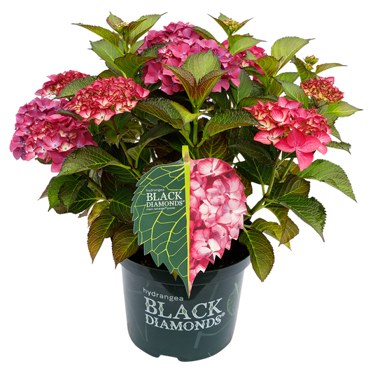 Hydrangea macrophylla 'Red Angel Purple' - Black Diamonds® Collection