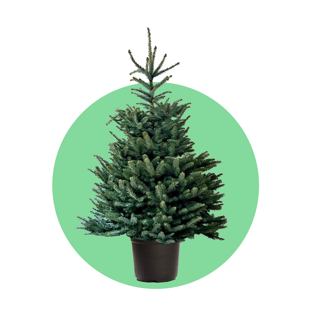 Blauwspar kerstboom 'Super' in pot - Picea pungens 'Super Blue' - 60/175cm