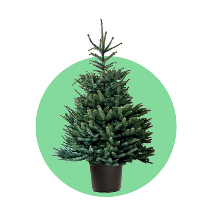 Blauwspar kerstboom 'Super' in pot - Picea pungens 'Super Blue' - 60/175cm