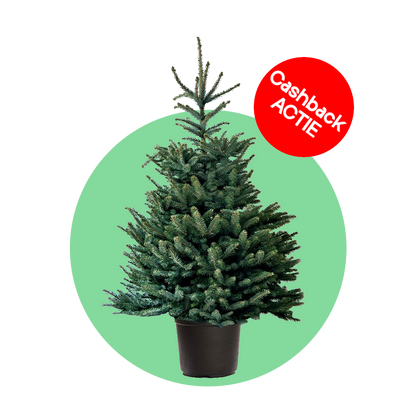 Blauwspar kerstboom 'Super' in pot - Picea pungens 'Super Blue' - 60/175cm