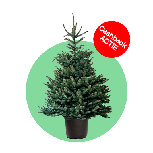 Blauwspar kerstboom 'Super' in pot - Picea pungens 'Super Blue' - 60/175cm