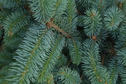 Blauwspar kerstboom 'Super' in pot - Picea pungens 'Super Blue' - 60/175cm