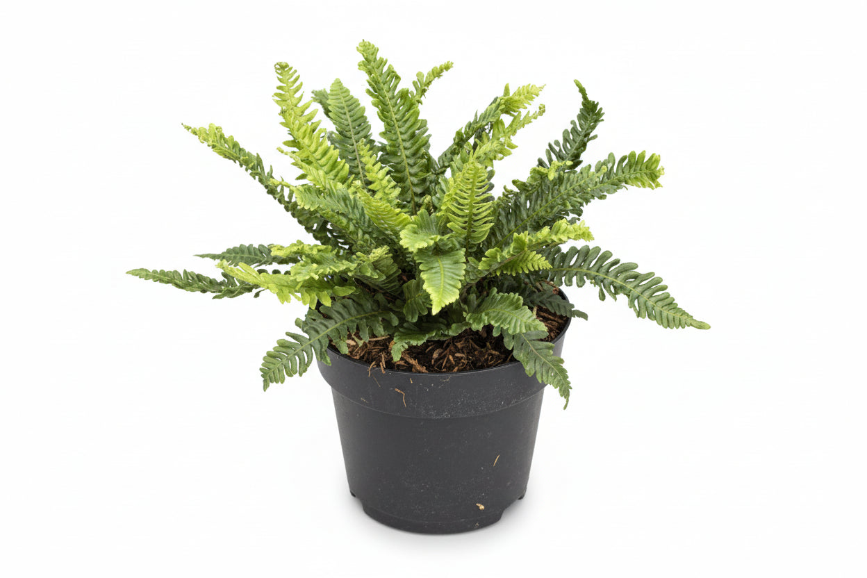 Blechnum spicant - Dubbelloof Varen C2 Pot