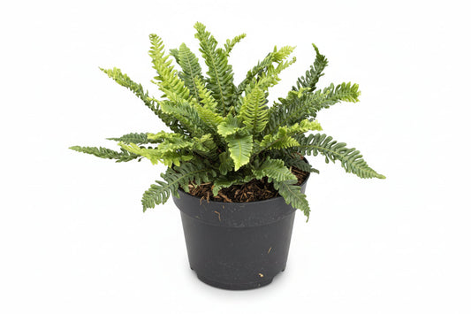 Een levendige, groene varenplant in een zwarte pot, met fijngevlochten bladeren en bruine grond. Perfect voor binnenruimtes of als decoratieve plant in een kamer.
