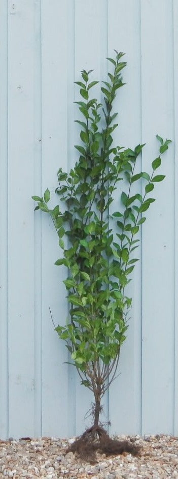 Ligustrum vulgare 'Lodense' - Dwergliguster blote wortel