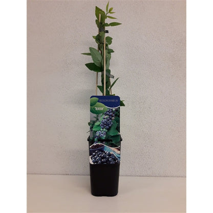 Vaccinium Corymbosum 'Bluecrop' - Blauwe bes