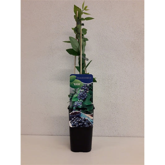 Vaccinium Corymbosum 'Bluecrop' - Blauwe bes