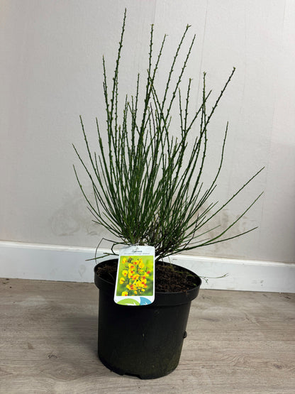 Cytisus (Scoparius Group) 'Jessica' - Brem