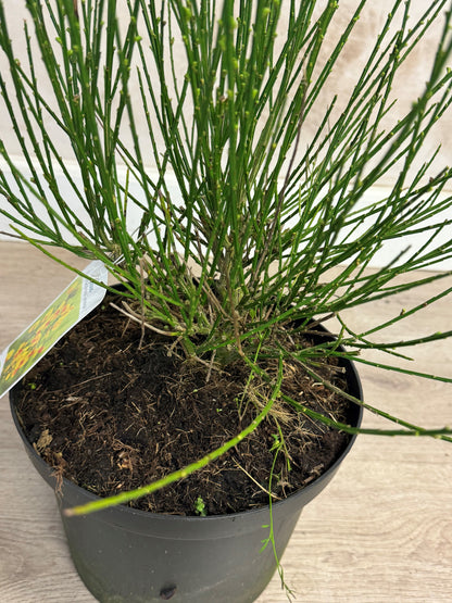 Cytisus (Scoparius Group) 'Jessica' - Brem