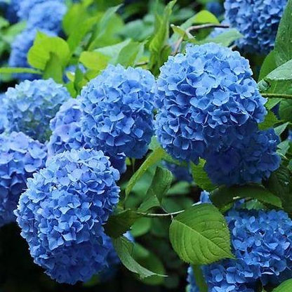 Hydrangea macrophylla - Boerenhortensia blauw