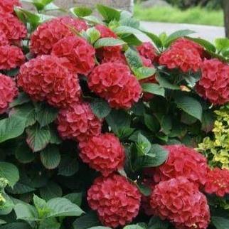 Hydrangea macrophylla - Boerenhortensia rood