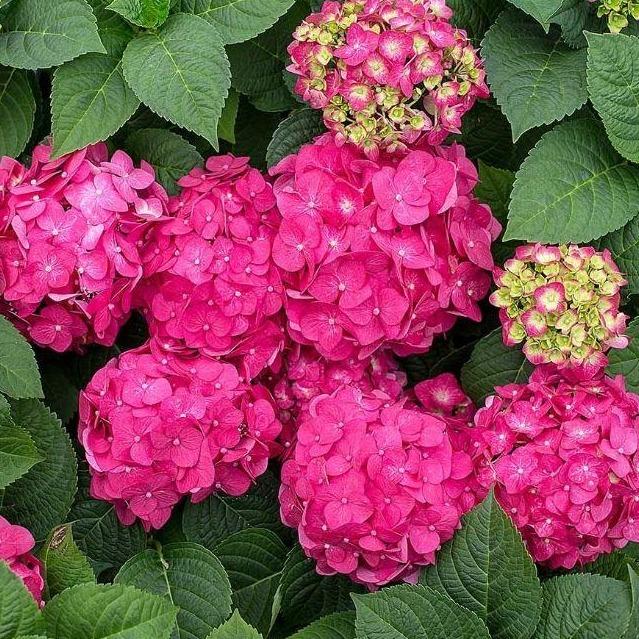 Hydrangea macrophylla - Boerenhortensia roze