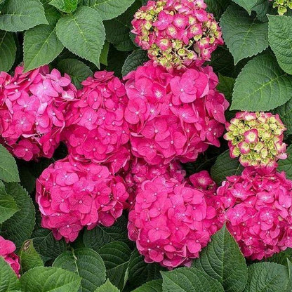 Hydrangea macrophylla - Boerenhortensia roze