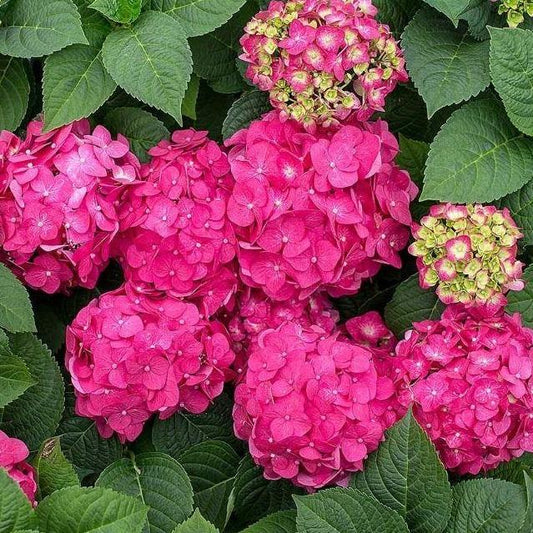 Hydrangea macrophylla - Boerenhortensia roze
