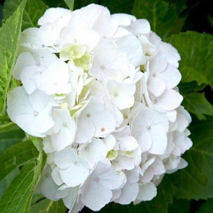 Hydrangea macrophylla - Boerenhortensia wit