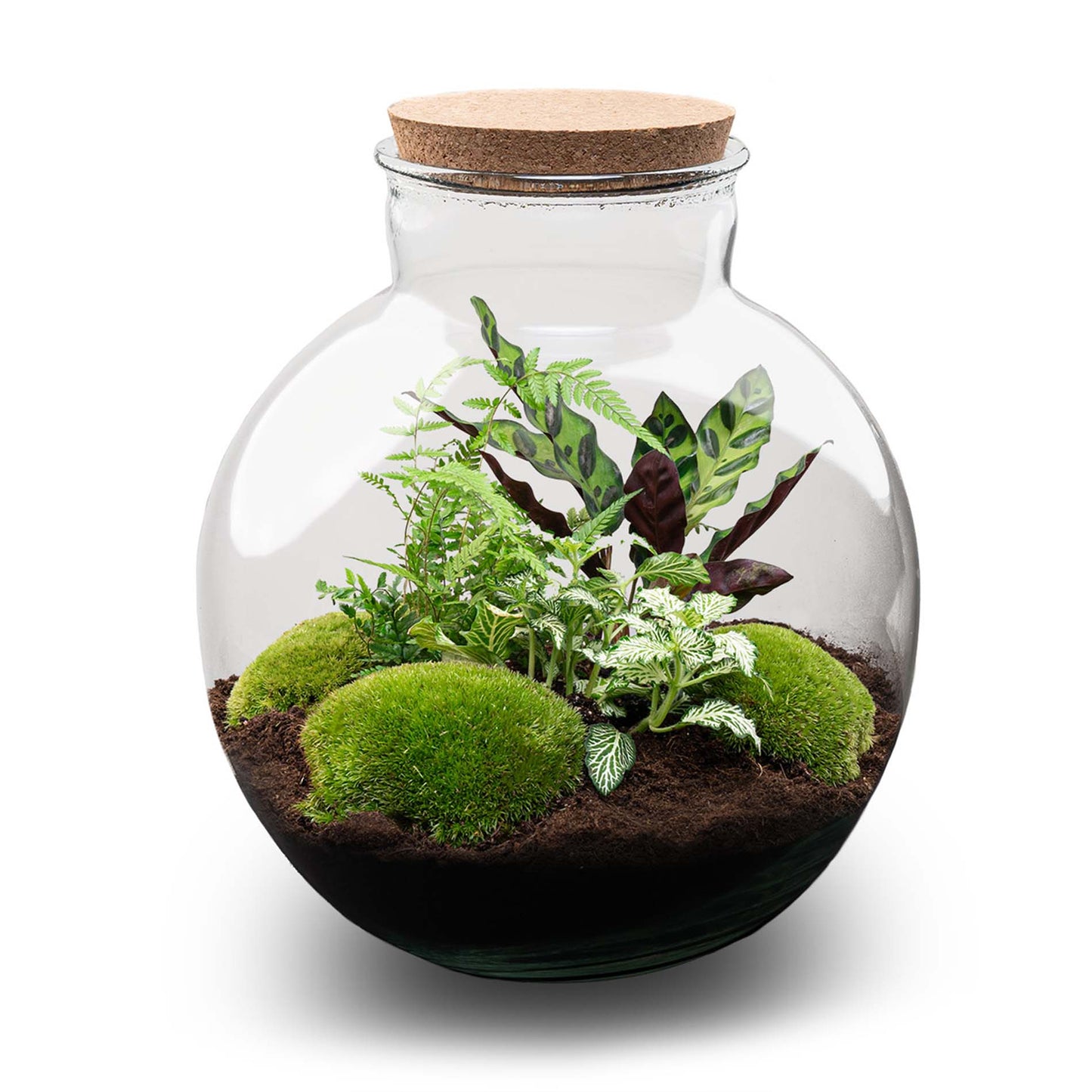 Bolder Bob - Terrarium with light - Bottle garden DIY kit - Ø 31 cm ↑ 30 cm