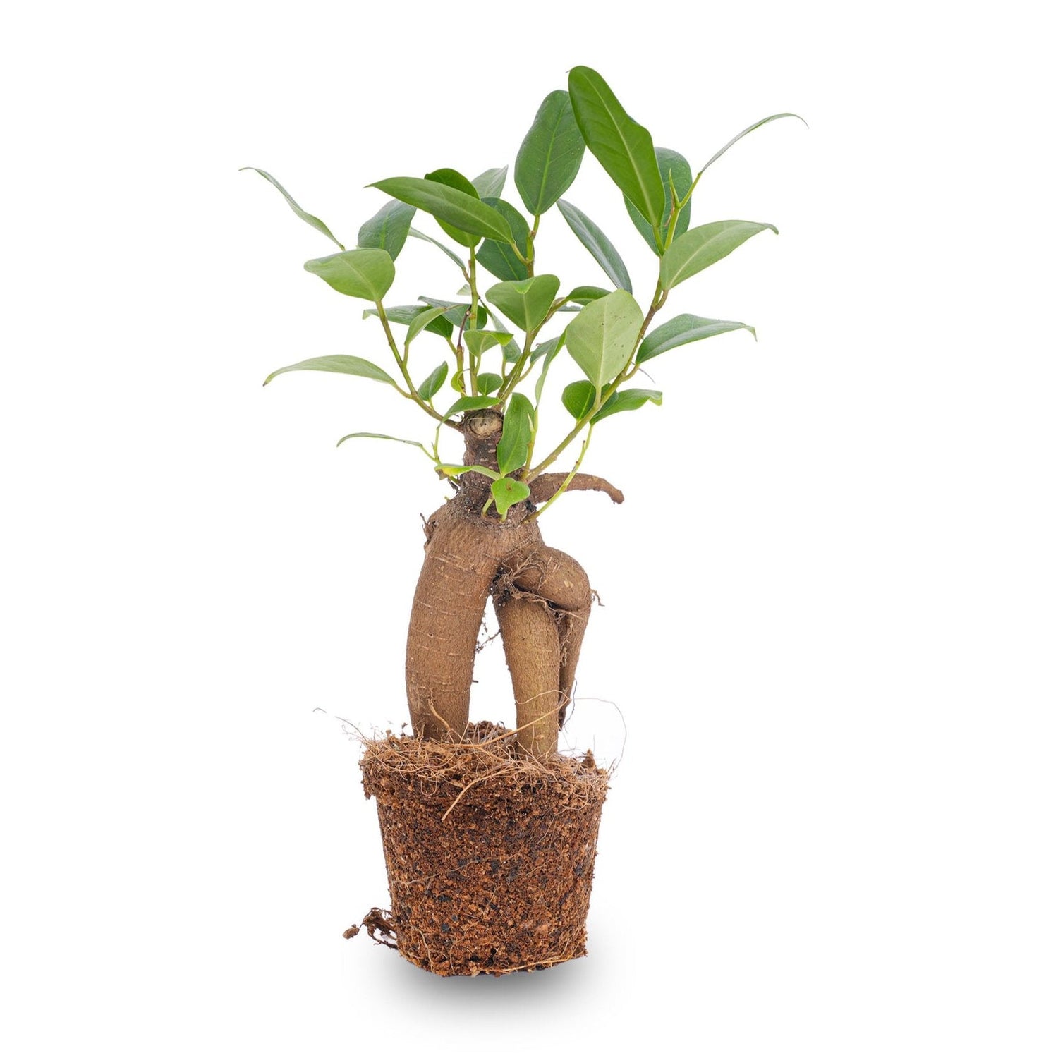 Een kleine Ficus binnenshuis met een unieke, gevormde stam en levendige groene bladeren, geplaatst in een koolstofvezel pot voor binnenruimte decoratie. Perfect voor een moderne, groene woonomgeving.