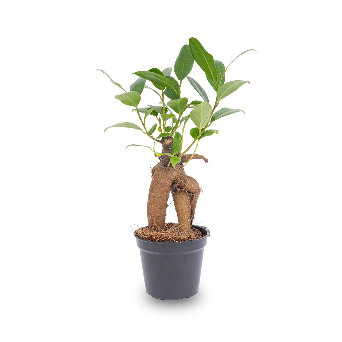 Comnox - Ficus Ginseng Bonsai - Natuurlijke decoratie voor binnen - 15 cm