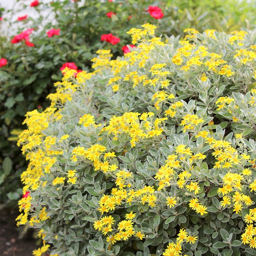 Brachyglottis 'Sunshine' - Kruiskruid