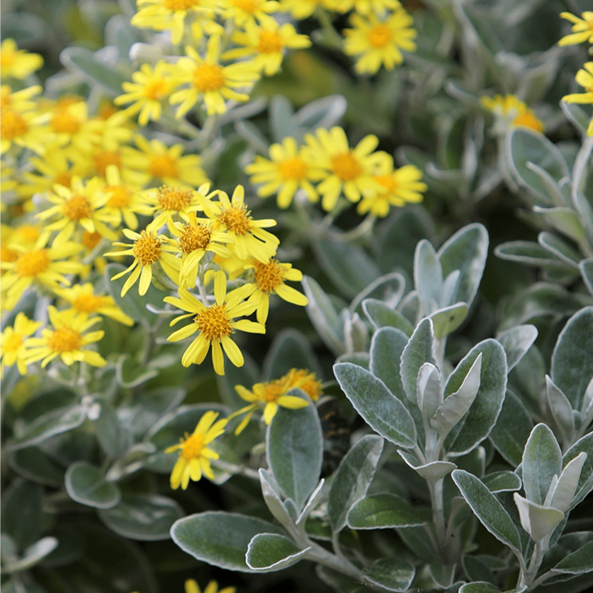 Brachyglottis 'Sunshine' - Kruiskruid