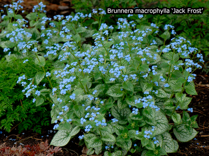 Borderpakket 'Japanse-stijl' - 5m² - 50 planten