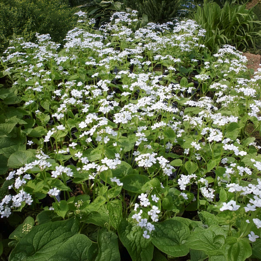Brunnera macrophylla 'Betty Bowring' - Vergeet-me-nietje