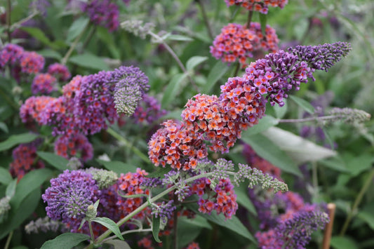 Blaadjes van een bloeiende buddleia met paarse en oranje bloemen, groene bladeren en zichtbare stengels. Perfect voor tuinieren en decoratieve tuinplanten.