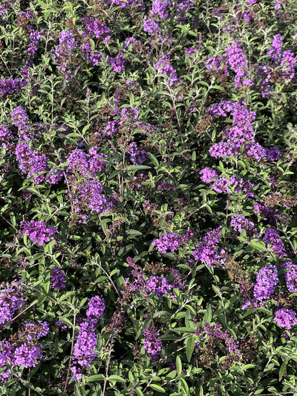 Buddleja davidii 'Border Beauty' - Vlinderstruik