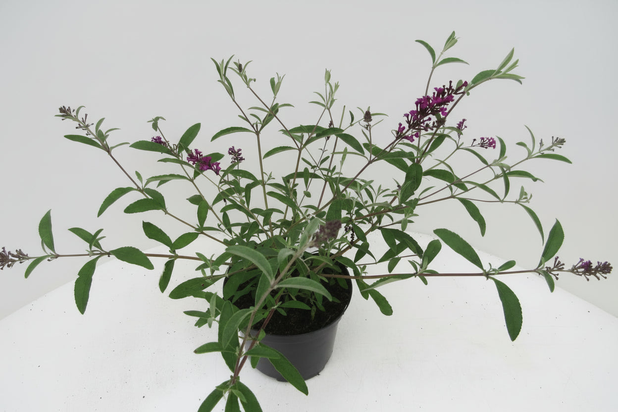 Buddleja davidii 'Royal Red' - Vlinderstruik