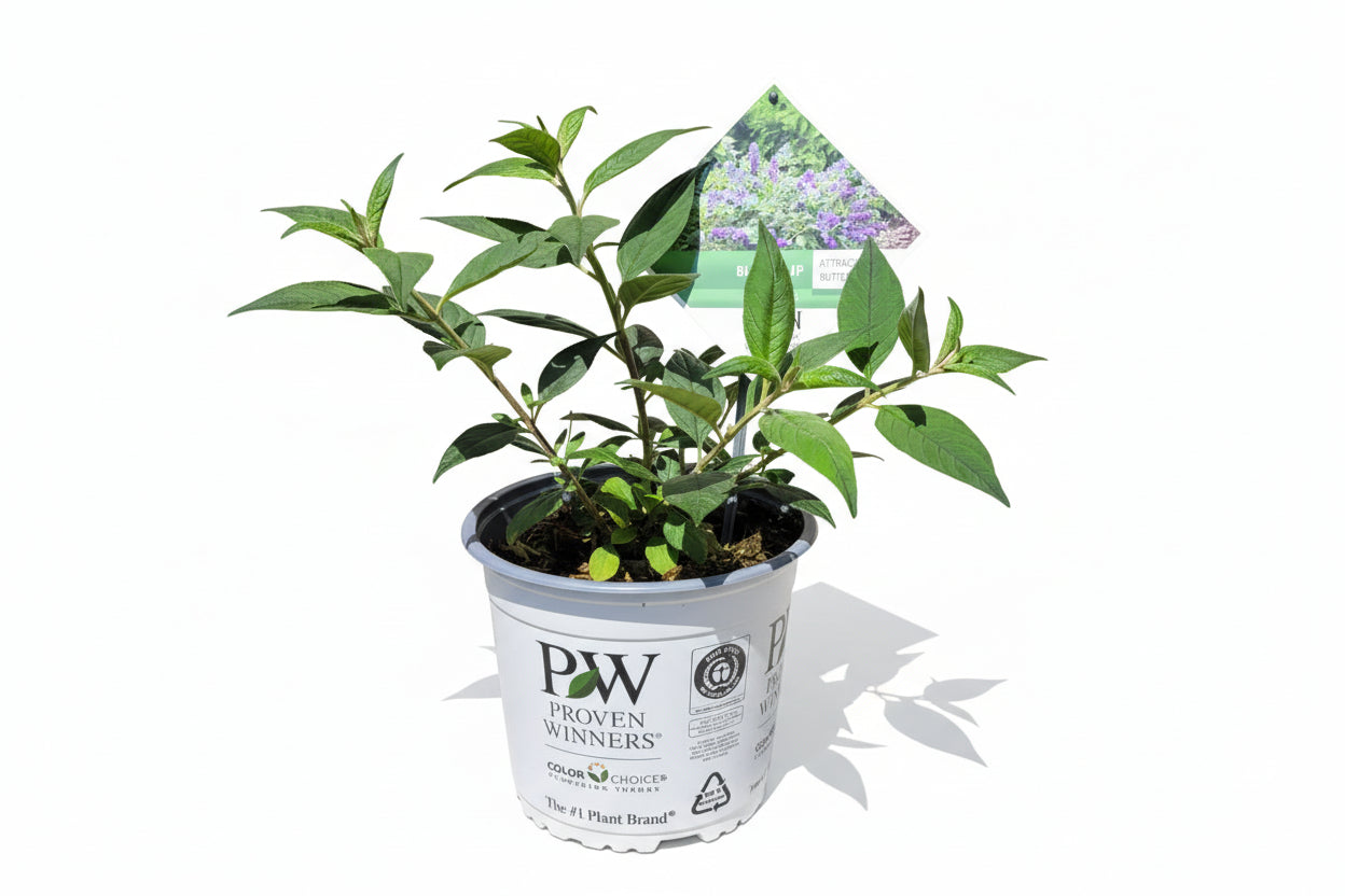 Buddleja 'Blue Chip' - Dwergvlinderstruik