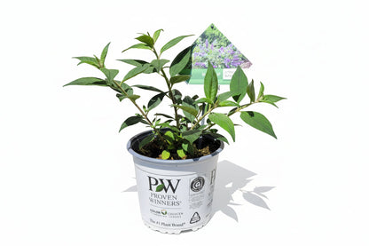 Buddleja 'Blue Chip' - Dwergvlinderstruik
