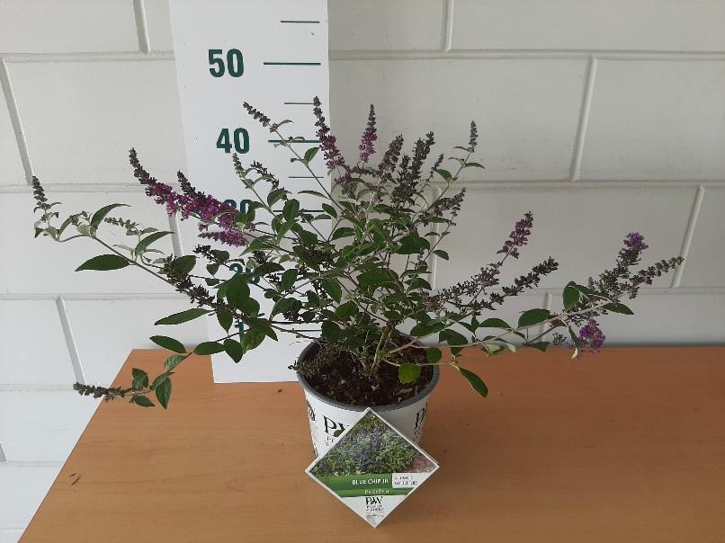 Buddleja 'Blue Chip jr.' - Compace dwerg vlinderstruik