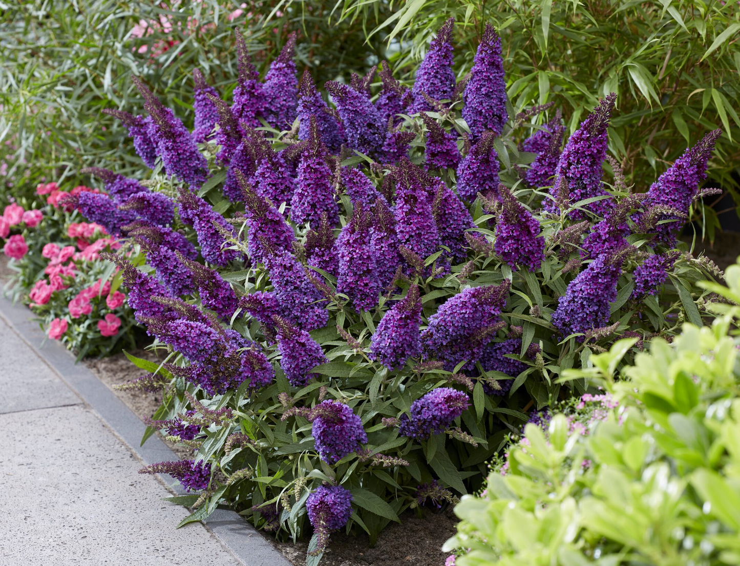 Buddleja Butterfly Candy 'Little Purple' - Paarse Dwergvlinder