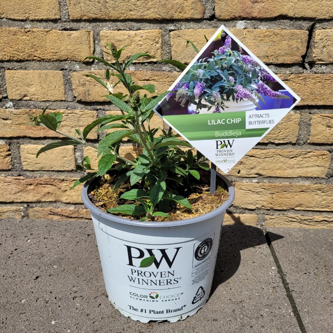 Buddleja 'Lilac Chip' - Dwergvlinderstruik Lila
