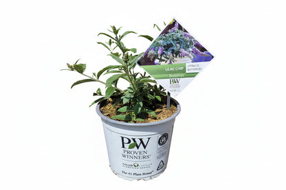 Buddleja 'Lilac Chip' - Dwergvlinderstruik Lila