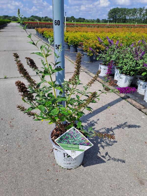 Buddleja 'Miss Violet' - Vlinderstruik