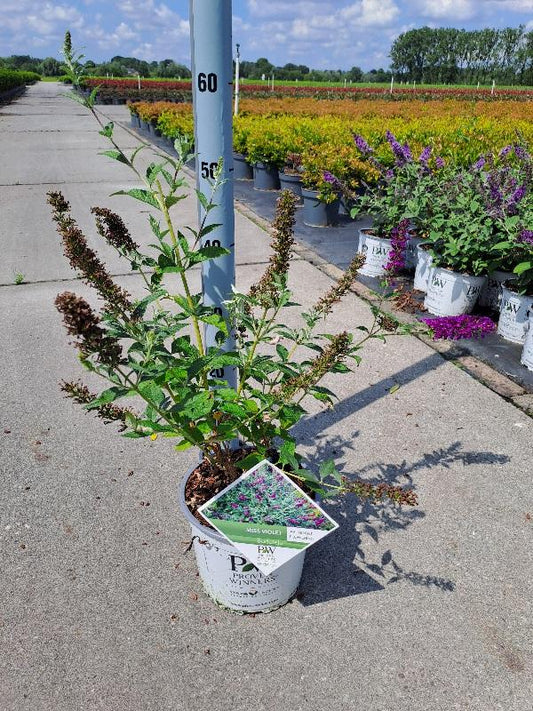 Buddleja 'Miss Violet' - Vlinderstruik
