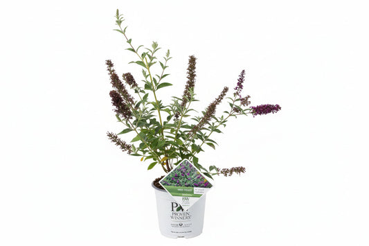 Violette buddleia bloemen in volle bloei, met groene bladeren en lange stengels. Perfect voor tuinversiering en insectenattractie in een bloembed.