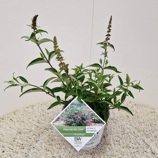 Vibrante roze buddleia bloemen met een bij op de bloemtak, omringd door groene bladeren. Perfect voor tuinieren en insecten aanleg.