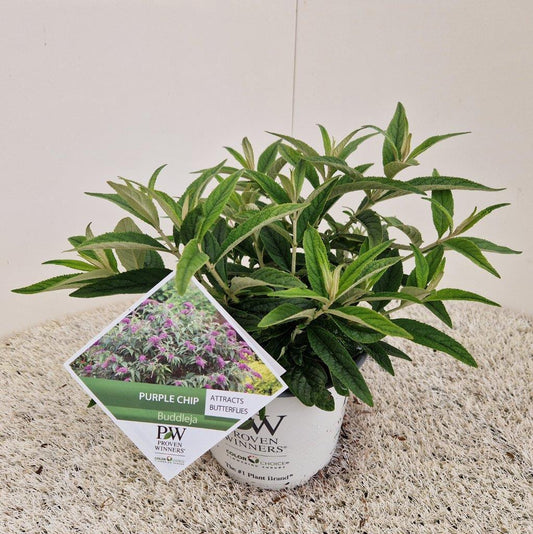 Violette buddleja-bloemen met rode centra, groene bladeren en stengels, in een tuin. Perfect voor tuinieren en decoratie.