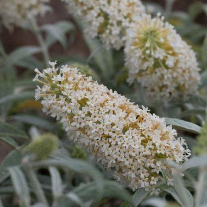Buddleja 'White Ball' - Vlinderstruik