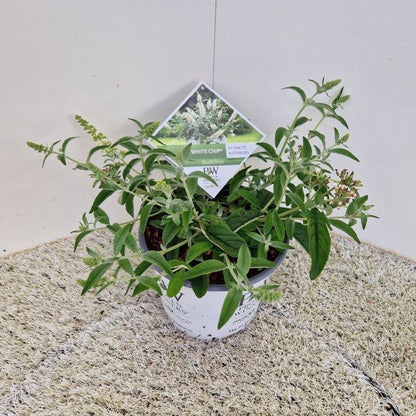 Buddleja 'White Chip' - Dwergvlinderstruik wit