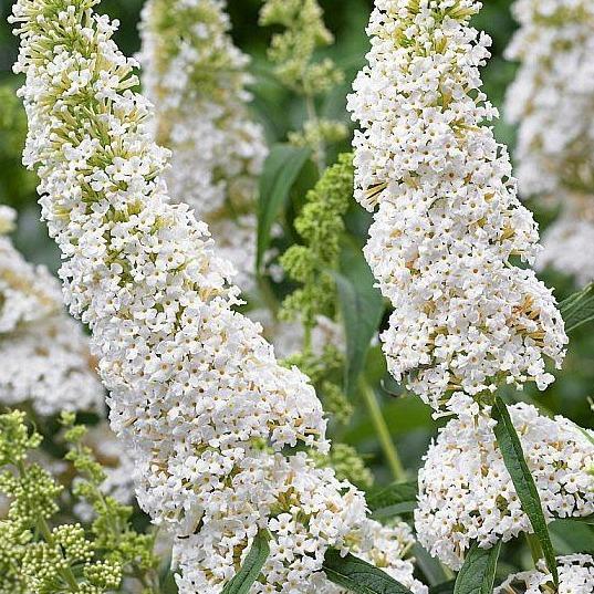 Buddleja davidii 'White Profusion' - Vlinderstruik