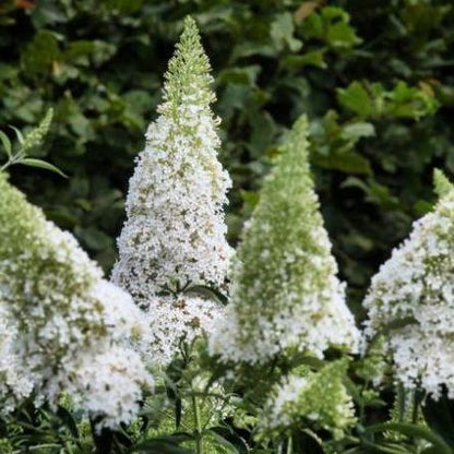 Buddleja davidii 'White Profusion' - Vlinderstruik