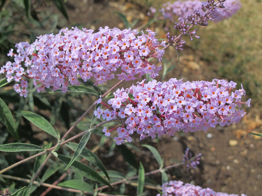 Buddleja davidii ‘Nanhoensis’ - Vlinderstruik